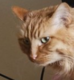 tiger 4.png