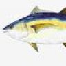 TunaFish51